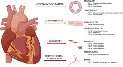 Role of Known Transient Receptor Potential Vanilloid Channels in Modulating Cardiac Mechanobiology